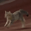Meowt