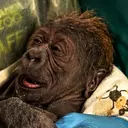 Gorilla