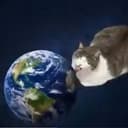 Cat memes