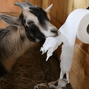 GoatR