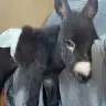HEEHAW