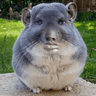 Chinchilla