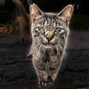 derpcat