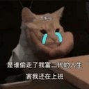 委屈猫