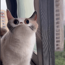 Meep