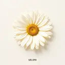 BLOMA