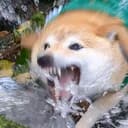Splash