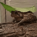 PEANUT