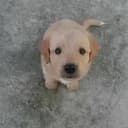 Jerry