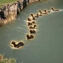 Herd