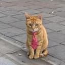 Tie