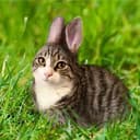 cabbit