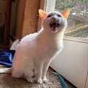 OUTCAT