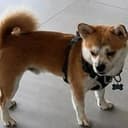BANDIT