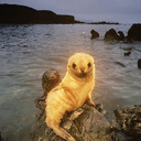 Seal