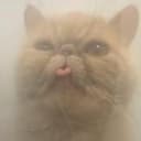 catkush