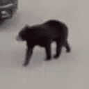 Bear