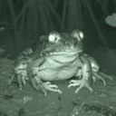 FRONG