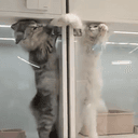 PVPCATS