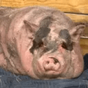 Waddles