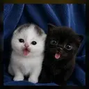 BASECAT