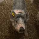 Earl