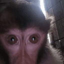 callmonkey