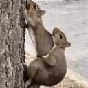 PNUT