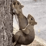PNUT