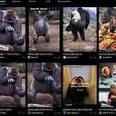 GORILLA