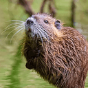 MUSKRAT