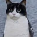 Catguin