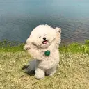 PUP