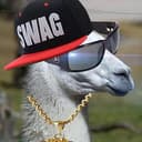 llama