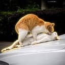 RIZZCAT