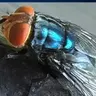 Screwworm