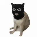 RobCat