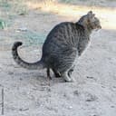 shitcat