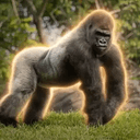 Bakari