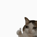 OK猫