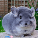 BEAU