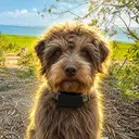 GUS
