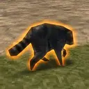 RACCOON64