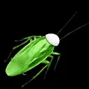 COCKROACH