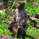 CalmMonkey