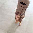 pupwif