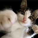 Punch