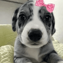 BELLA