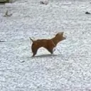 leafdog