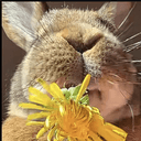 Liono